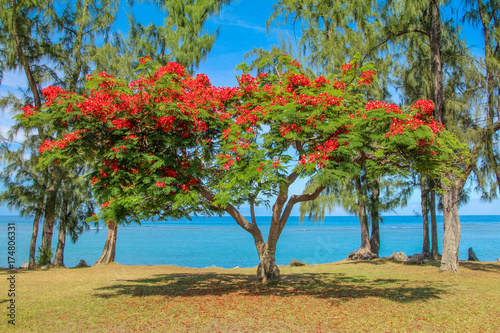 Saison de fleuraison de flamboyant à la Réunion face à la mer