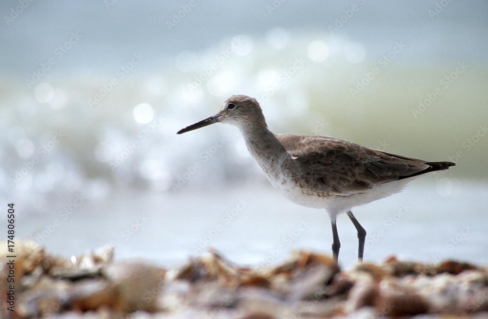 Willet (Catoptrophorus semipalmatus) Willet (Catoptrophorus semipalmatus)