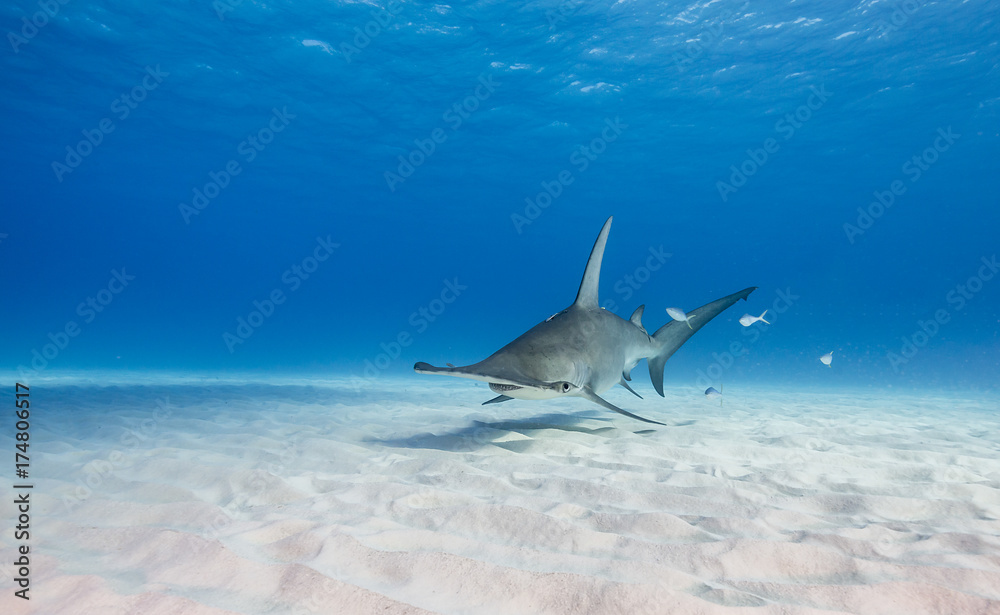 Obraz premium Great hammerhead shark underwater view Bimini, Bahamas.