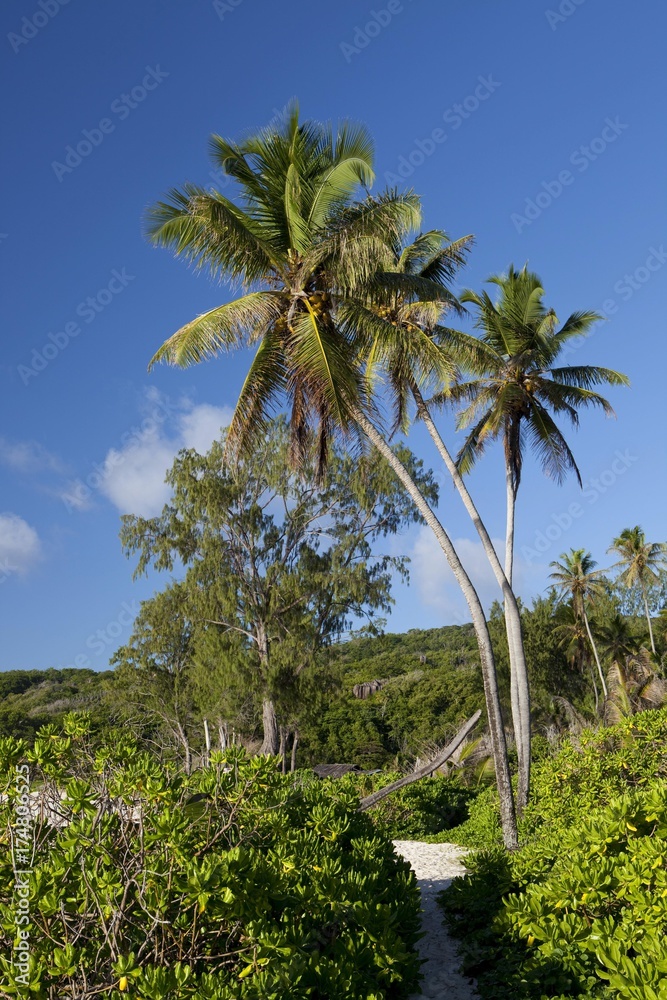 Naklejka premium Coconut Palms (Cocos nucifera)