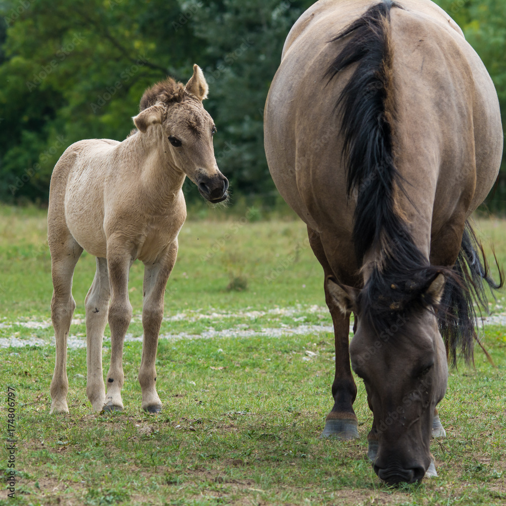 Wild horses herd with young foal grazing in meadow, Austria, Europe Wild horses herd with young foal grazing in meadow, Austria, Europe