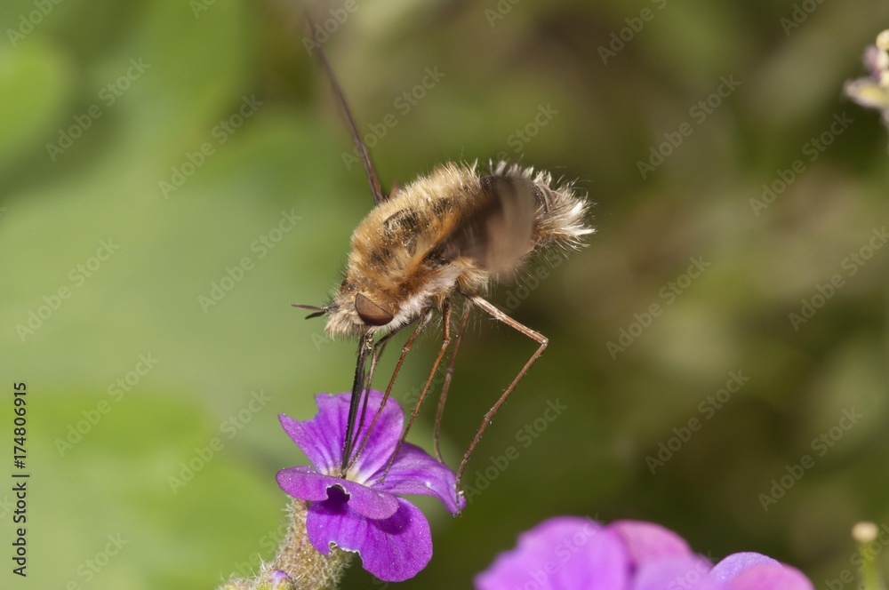 Large bee fly (Bombylius major) sucking nectar from an aubrieta (Aubrieta) Untergroeningen, Baden-Wuerttemberg, Germany, Europe Large bee fly (Bombylius major) sucking nectar from an aubrieta (Aubrieta) Untergroeningen, Baden-Wuerttemberg, Germany, Europe