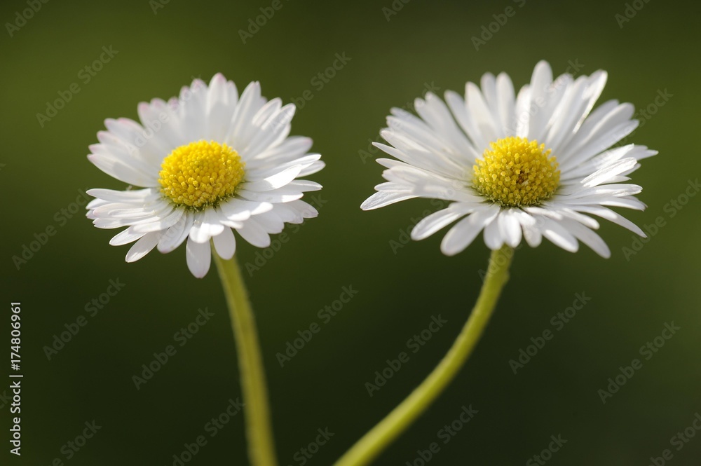 Obraz premium Daisies (Bellis perennis)