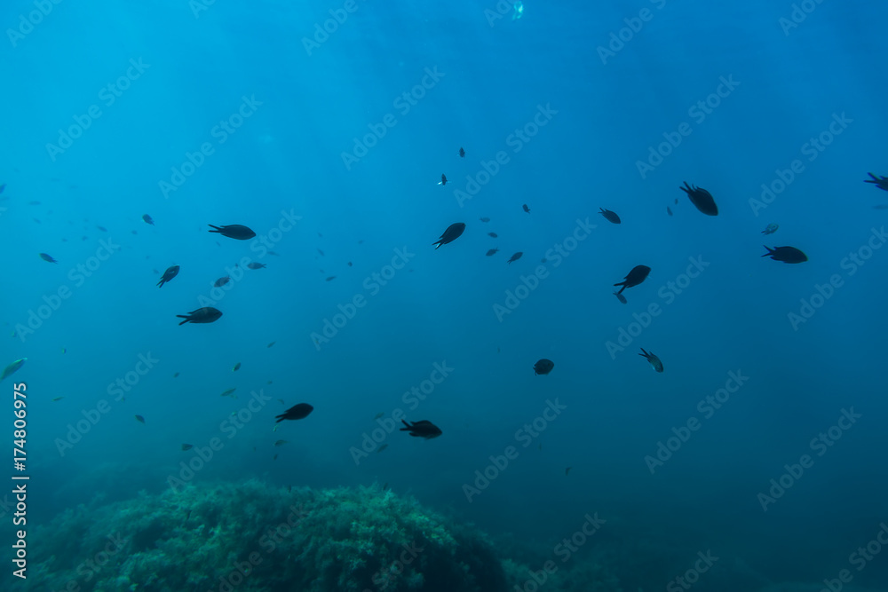 Group of black fish and sun rays in underwater. Wild life in sea Group of black fish and sun rays in underwater. Wild life in sea