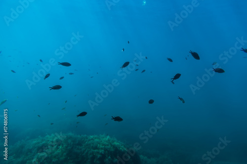 Group of black fish and sun rays in underwater. Wild life in sea