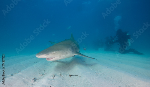 Lemon shark  Grand Bahama  The Bahamas.