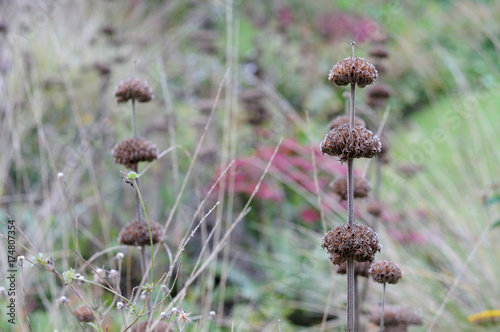 leere Blütenstände von Phlomis russeliana im Herbst