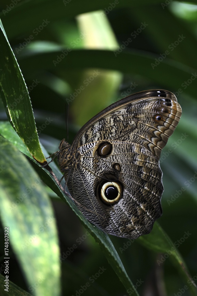 Fototapeta premium Owl butterfly (Caligo eurilochus), South America native, butterfly house on Mainau island, Lake Constance, Upper Swabia, Baden-Wuerttemberg, Germany, Europe