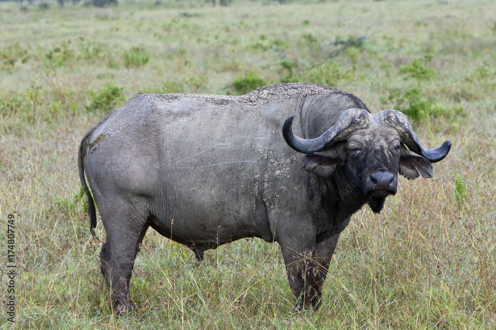 Old African Buffalo (Syncerus caffer) with purulent eye, Lake Nakuru National Park, Kenya, East Africa, PublicGround, Africa Old African Buffalo (Syncerus caffer) with purulent eye, Lake Nakuru National Park, Kenya, East Africa, PublicGround, Africa