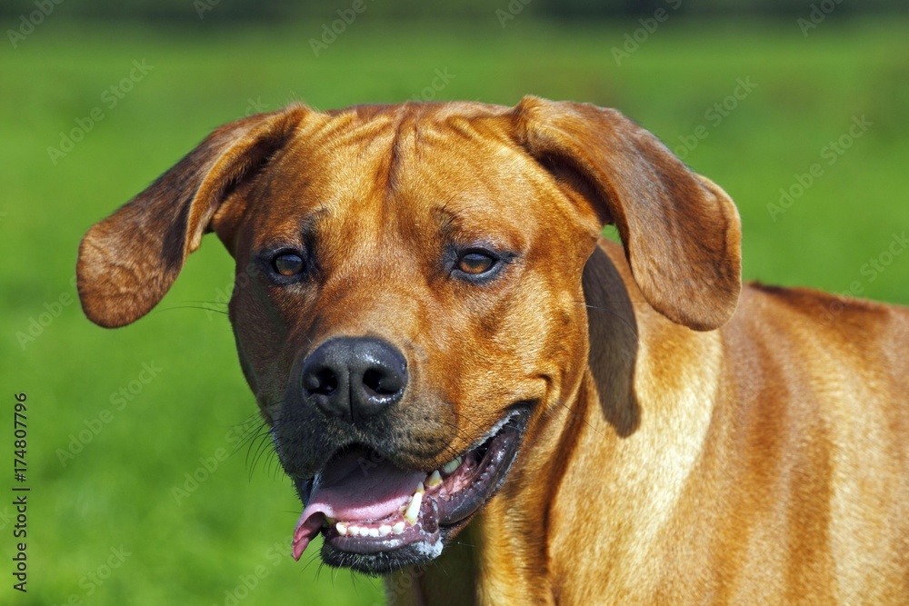 Rhodesian Ridgeback, two year-old male, portrait