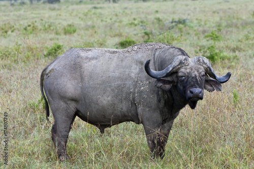 Old African Buffalo  Syncerus caffer  with purulent eye  Lake Nakuru National Park  Kenya  East Africa  PublicGround  Africa