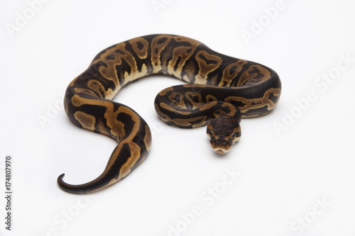Leopard Ball Python or Royal Python (Python regius), female © imageBROKER