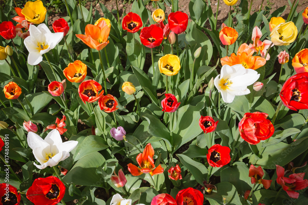 Tulip. Beautiful field garden of tulips. colorful tulips. tulips in spring,colourful tulip different standing out tulip
