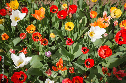 Tulip. Beautiful field garden of tulips. colorful tulips. tulips in spring colourful tulip different standing out tulip