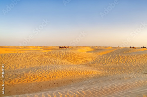 Tourists and bedouins on camels meet sunset in Sahara desert. Beautiful landscape with sand dunes and clear blue sky. Tunisia.