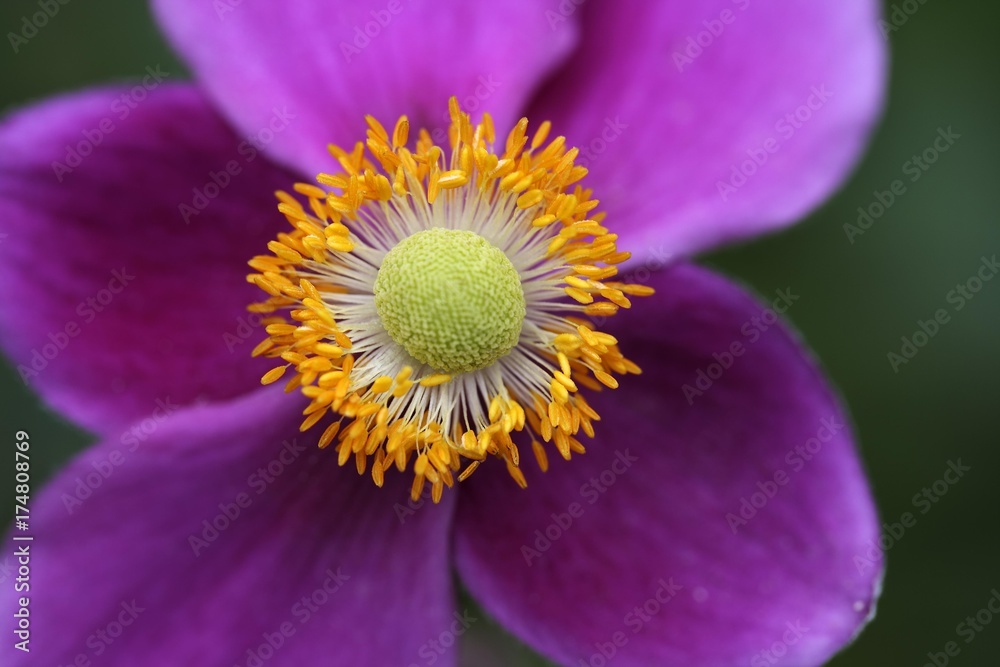 Inner part of a flower, pistil, purple petals Inner part of a flower, pistil, purple petals
