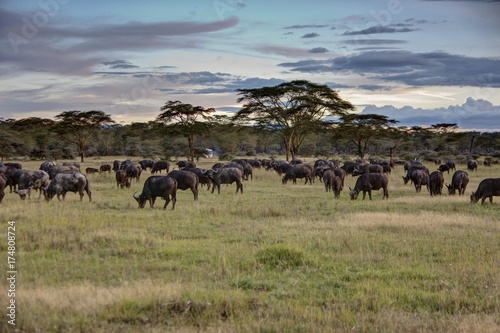 Group of buffalo (Syncerus caffer), Lake Nakuru National Park, Kenya, East Africa, Africa, PublicGround, Africa © imageBROKER