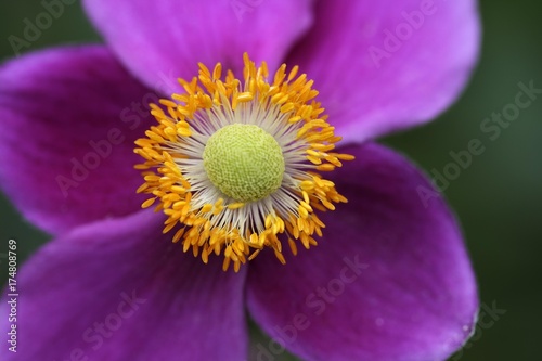 Inner part of a flower, pistil, purple petals