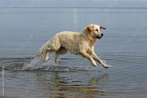 Golden Retriever (Canis lupus familiaris), two-year-old bitch running in the water