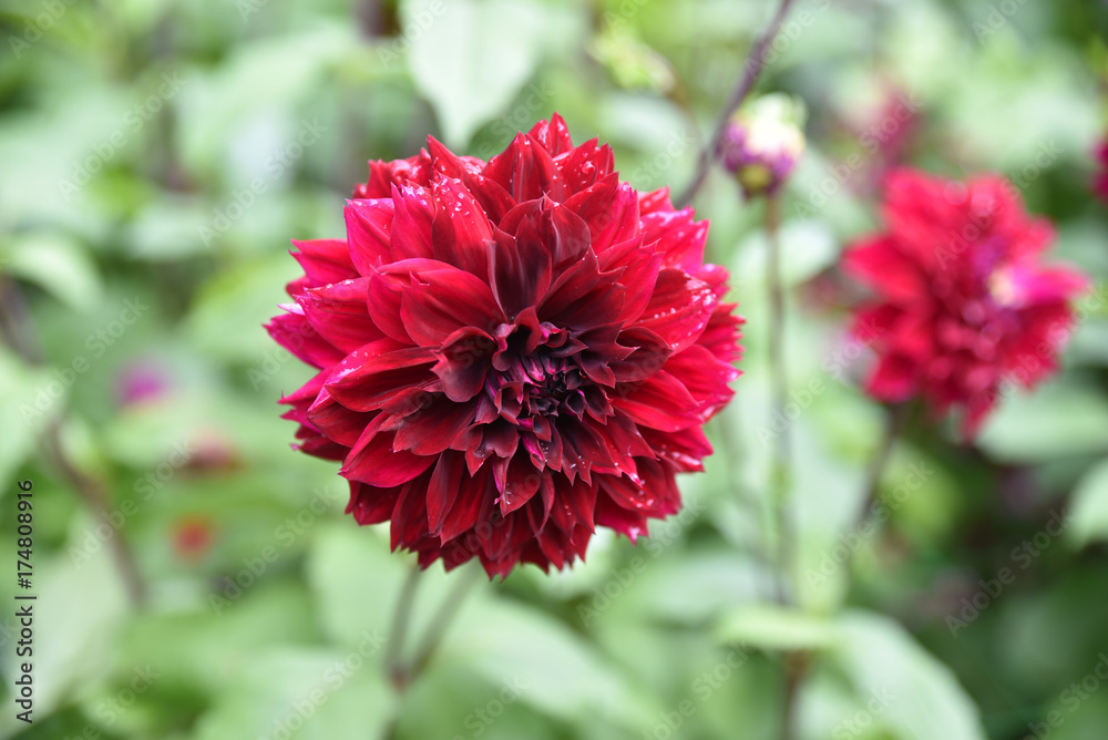 Dahlia rouge au jardin en été