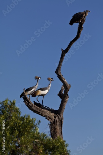 White-backed Vulture (Gyps africanus) and Black Crowned Cranes (Balearica pavonina) on a dead tree, Masai Mara National Reserve, Kenya, East Africa, Africa, PublicGround, Africa