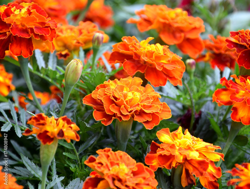 Tagetes flowers in garden