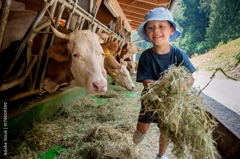 Un bambino con cappellino si occupa delle vacche giocando con loro e portandogli il fieno nelle mangiatoie - obrazy, fototapety, plakaty 