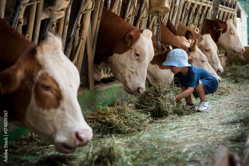 Obraz na płótnie Un bambino con cappellino si occupa delle vacche giocando con loro e portandogli