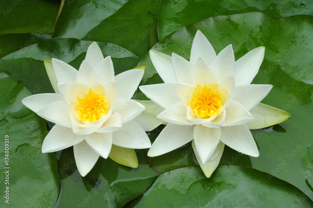 European White Waterlily or White Lotus (Nymphaea alba) European White Waterlily or White Lotus (Nymphaea alba)