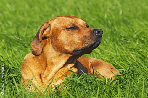 Rhodesian Ridgeback  two year-old male  portrait