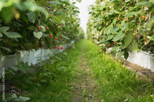 Greenhouses for growing raspberries.