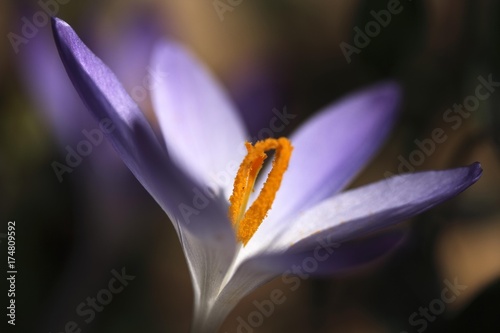 Tableau sur toile Crocus (Crocus), pistils