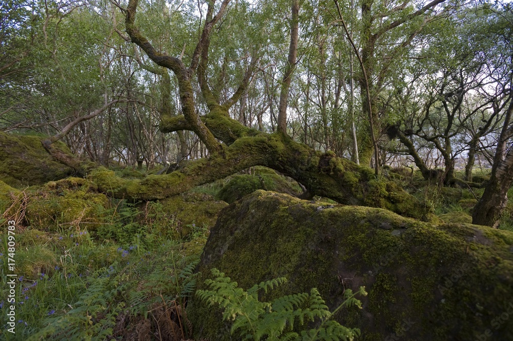 Moss-covered tree, Carsaig Bay, Isle of Mull, Scotland, United Kingdom, Europe