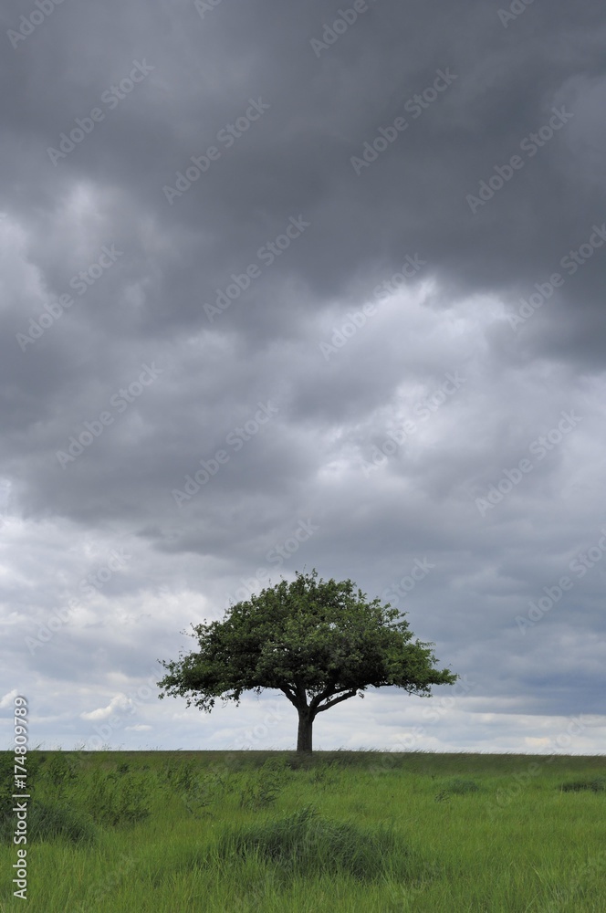 Apple tree in front of a stormy sky Apple tree in front of a stormy sky