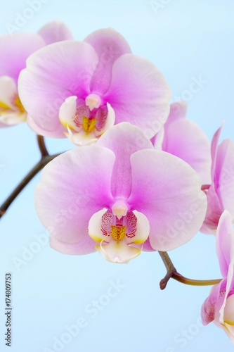 Orchid  Phalaenopsis 