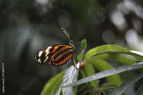 Heliconius butterfly (Eueides isabellae) photo