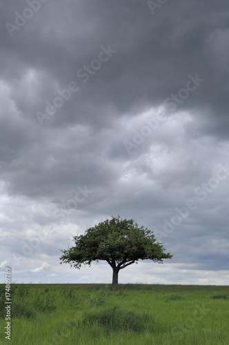 Apple tree in front of a stormy sky
