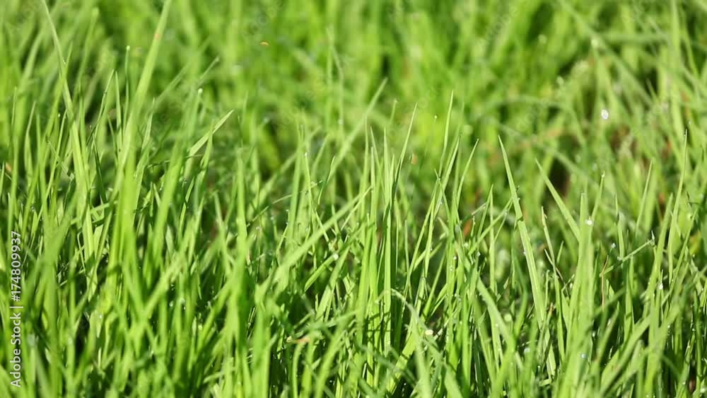 Grass with dew full HD video Grass with dew full HD video