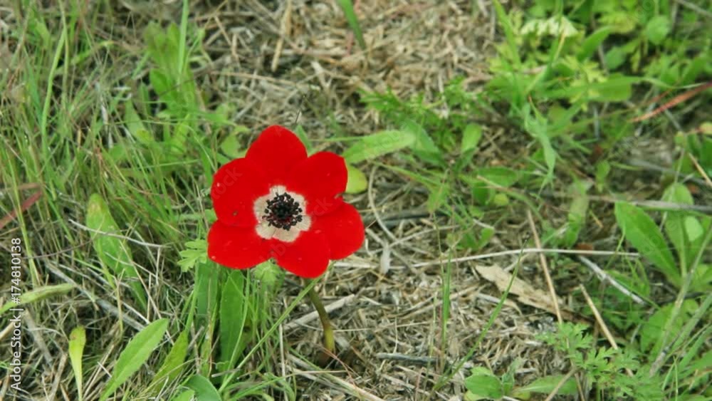 Closeup of red anemone who is moving on a wind Closeup of red anemone who is moving on a wind
