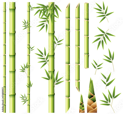 Bamboo stems and leaves © brgfx