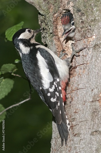 Great Spotted Woodpecker (Picoides major), female feeding young birds at a nesting hole, Wasseralfingen, Baden-Wuerttemberg, Germany, Europe