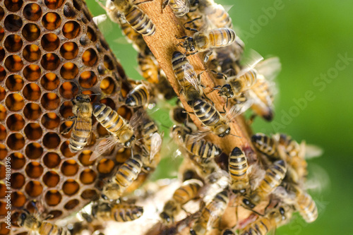 pszczoły na plastrze miodu w pasiece © Darios