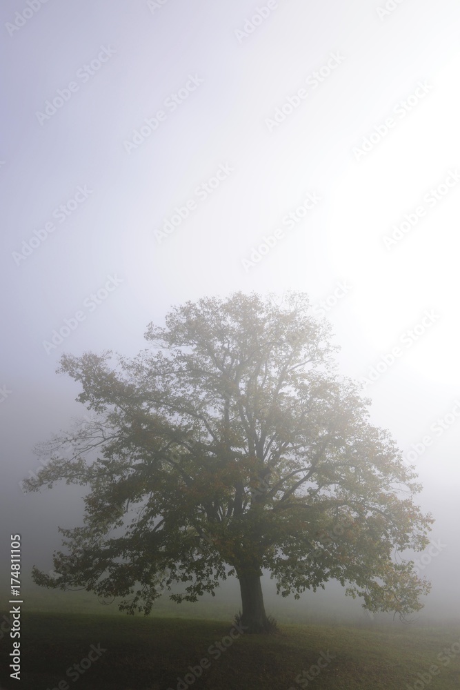 Fototapeta premium Linden (Tilia)