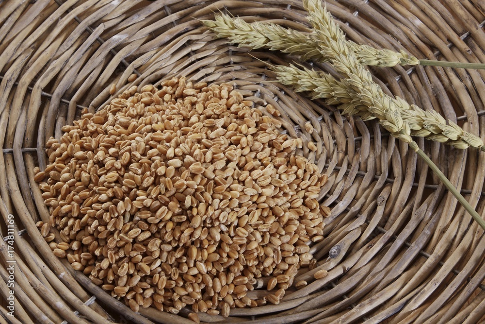 Obraz premium Wheat kernels (Triticum) with wheat ears in a woven basket
