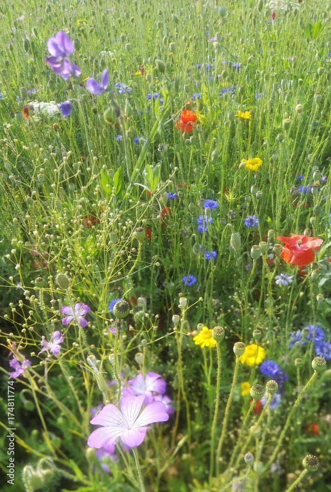 Summer meadow, Cornflower (Centaurea cyanus), Yarrow (Achillea), Mallow (Malva), Yellow Daisies (Leucanthemum), Poppy (Papaver rhoeas) Summer meadow, Cornflower (Centaurea cyanus), Yarrow (Achillea), Mallow (Malva), Yellow Daisies (Leucanthemum), Poppy (Papaver rhoeas)