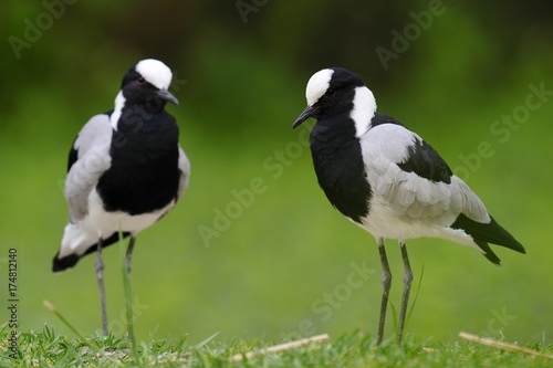 Blacksmith lapwings or Blacksmith plovers (Vanellus armatus) photo