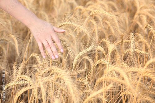 Hand of woman touching wheat in field