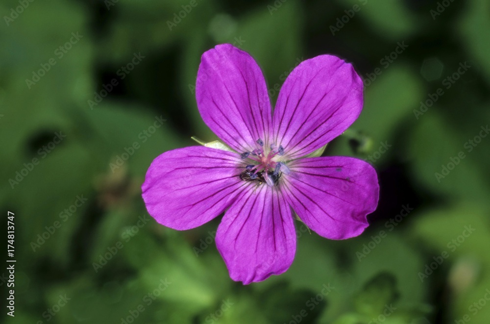 Marsh Crane's Bill (Geranium palustre), single flower