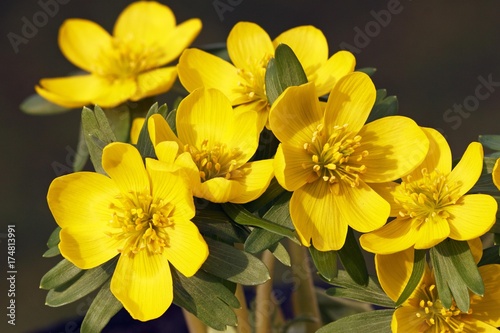 Photos Small Winter aconite (Eranthis hyemalis), Winter aconites, blossoms, close-up