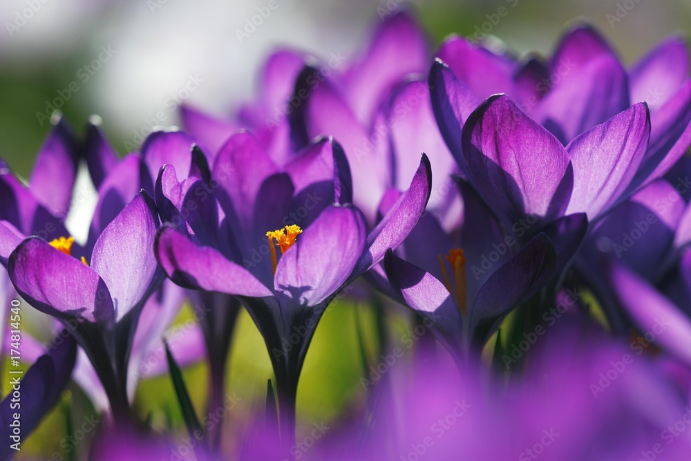 Spring crocus, Giant Dutch crocus (Crocus vernus hybrids) Spring crocus, Giant Dutch crocus (Crocus vernus hybrids)